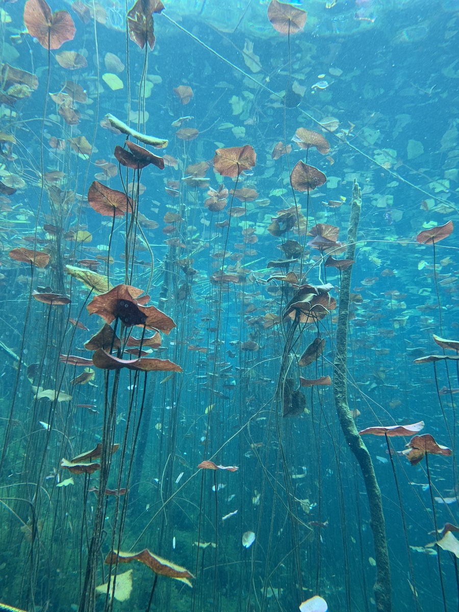 Underwater Plants in Aquarium