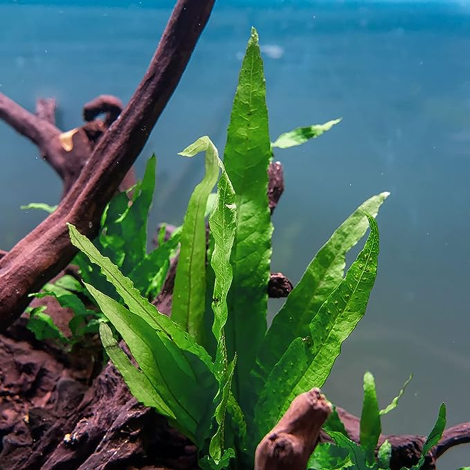 Java Fern Live Aquarium Plant